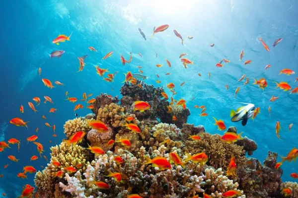 Private Snorkeling on The Red Sea
