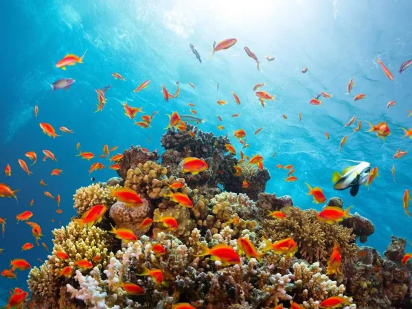 Private Snorkeling on The Red Sea