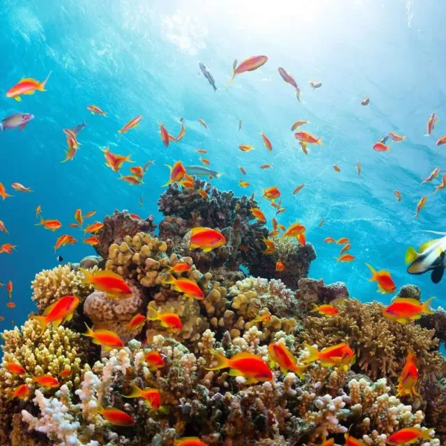 Private Snorkeling on The Red Sea